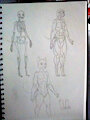 Anatomy sketch