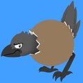Coconut Crow by Immelmann