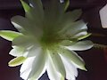 Nighttime Cactus bloom by snoutzz