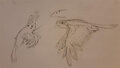 Speculative Evolution: Feathered Mammal Concepts