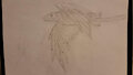 Speculative Evolution: Feathered Mammal Concepts 2