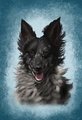 Pet Portrait -- Fitos