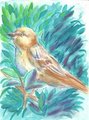 Northern Mockingbird by skyphu