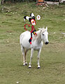 my horsie