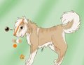 Shiba Inu