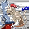 Cat  boxer by gomainu