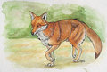 Fox Trot