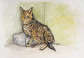 Feral Tabby
