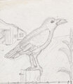 realistic crow practice