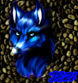 Cobalt the wolf