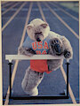 Bear Hurdling 1984 Olympics Winston Teddy from Ron Kimball by vkroo