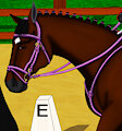 Dressage Team Grand Prix Special