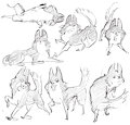 husky design by anthrolotl
