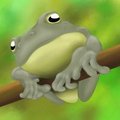 Hyla versicolor