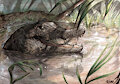 Black caiman