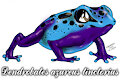 Blue poison dart frog