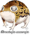 Desert rain frog (Breviceps macrops)
