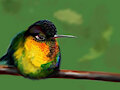 Hummingbird 3