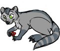 Raccoon-roo