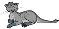 Cat roo