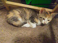 New kitten. by Breetails