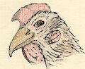 pet chicken