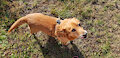 R.I.P. "Bino" (11.11.2005 - 17.10.2021) by Leonity