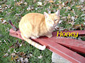 Honey: 2006–2021 by CCritt93