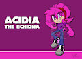 Acidia The Echidna Raffle Prize