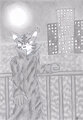 Tiger Coat Night Building