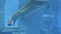 Winter live cam moments by Orca621