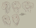 Connor - Expressions