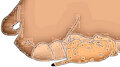 Newborn baby cub Nala suckling her mother’s milk by Godfather72