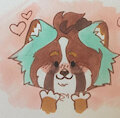 Panda blush