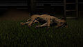 Sleeping lioness