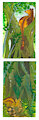 "Canopy" "Forest Floor"