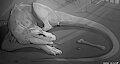 Questing Beast by Lizet
