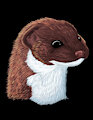 stoat
