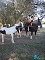 Blitz and the horses