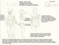 Zachery Ref by xolroc