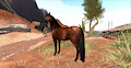Horse A