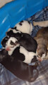 Puppies!!!!!