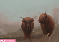 Highland fog by Nakoo