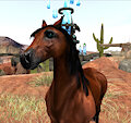 Horse
