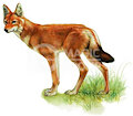Hindr