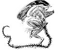 Xenomorph by dragondroolart