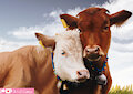 Cow coupple