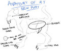 Anatomy of a Puppy