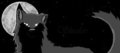 Shadoe