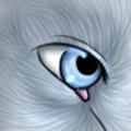 Kogie eye